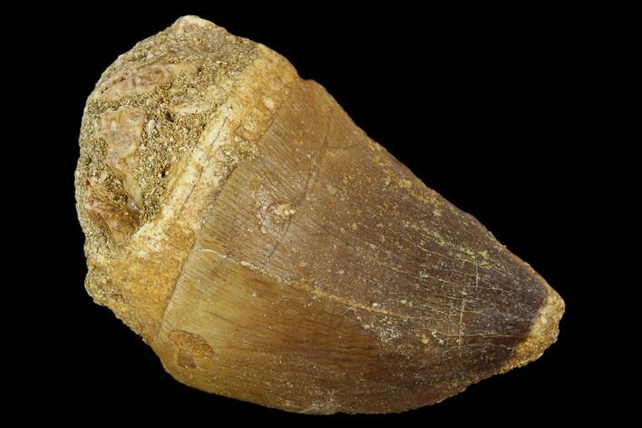 Mosasaur (Prognathodon) Tooth - Morocco #118977